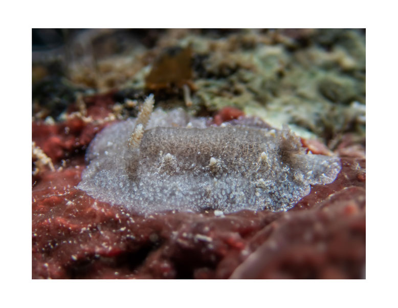 Discodorid sp.13 non identifié