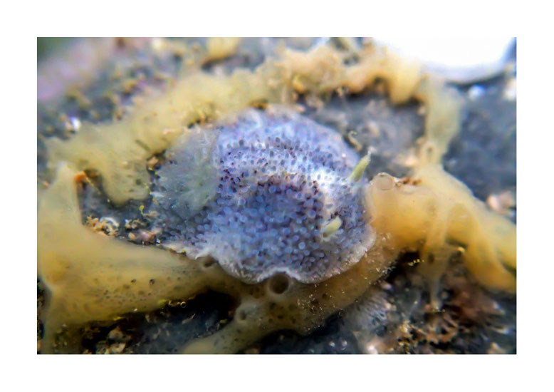 Dorid non identifié sp.3