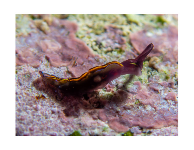 Thuridilla livida