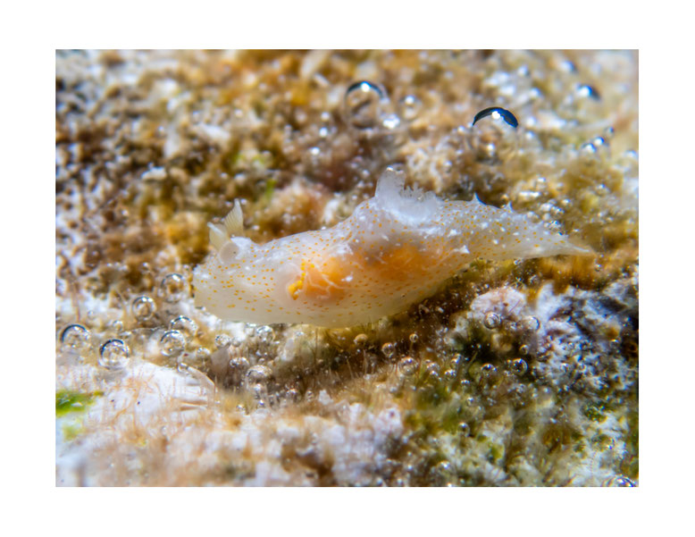 Gymnodoris sp.9