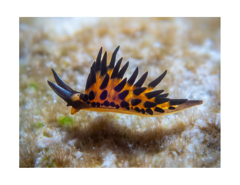 Placida kevinleei