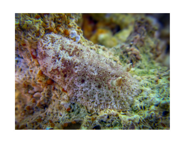 Discodorid sp. 8 non identifié  