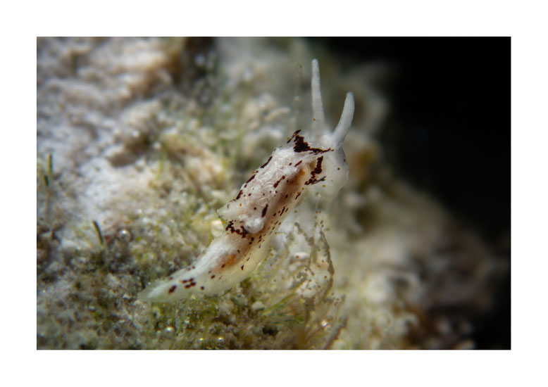 Murphidoris puncticulata