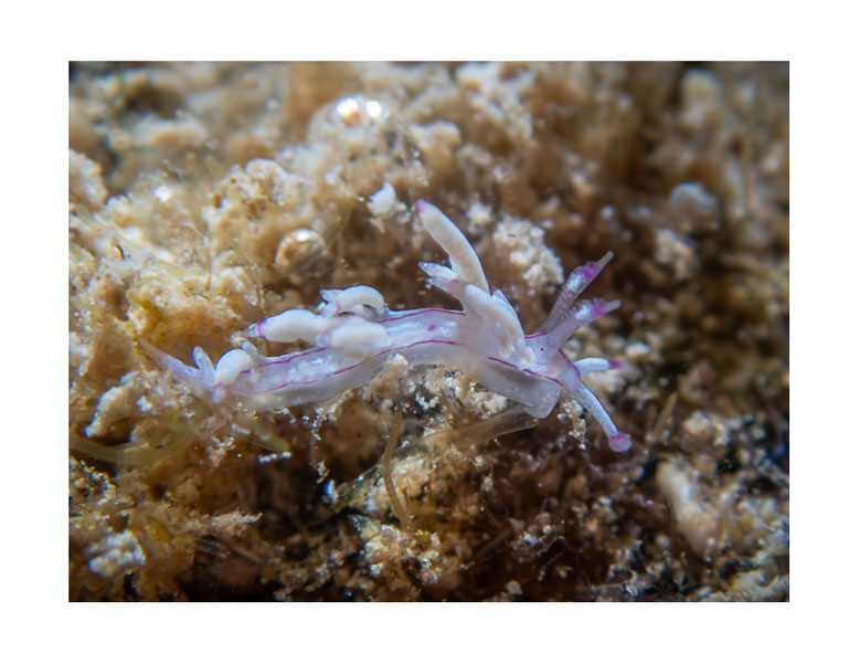 Flabellina sp.4