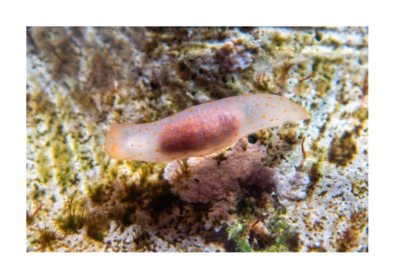 Gymnodoris sp.8
