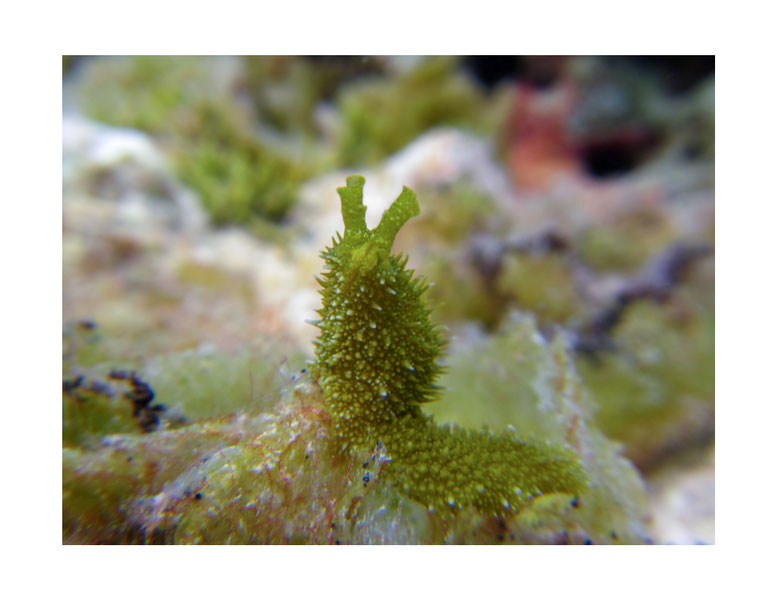 Oxynoe sp. 2