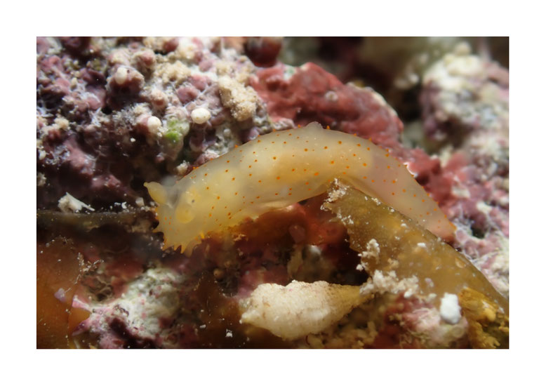 Gymnodoris cf citrina
