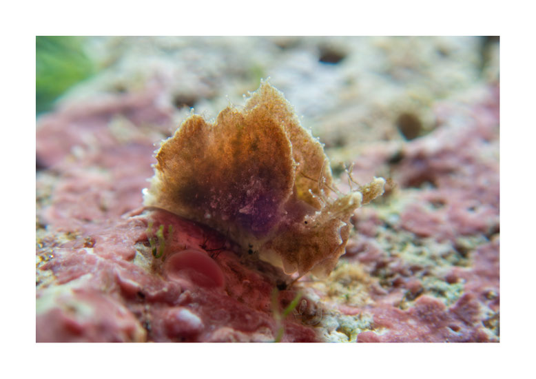 Elysia sp.20