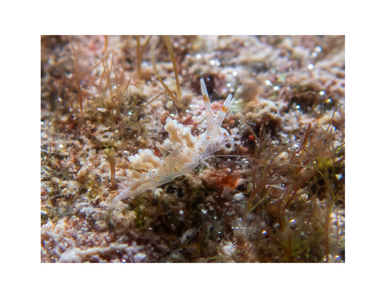 Eubranchus sp.10