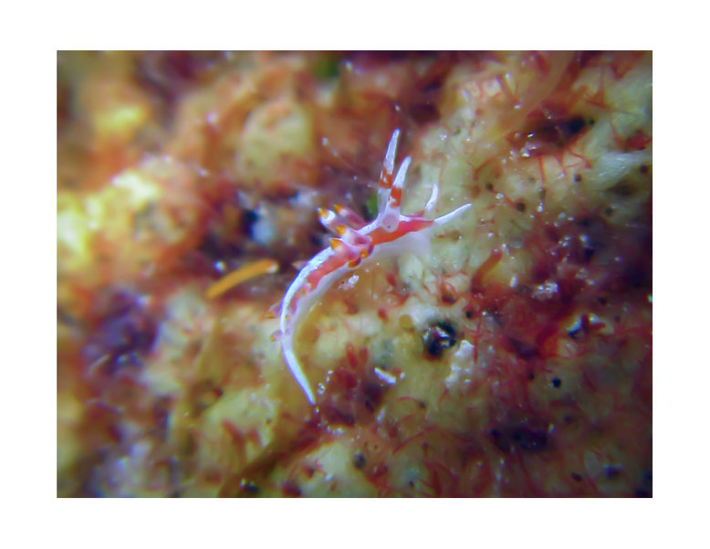 Tenellia sp.4 anc Cuthona sp. 4