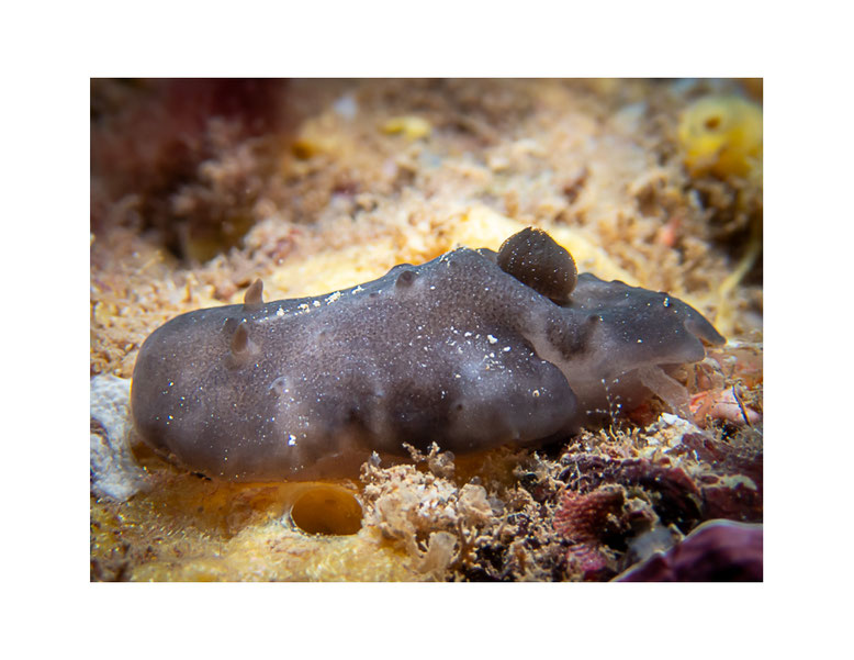 Actinocyclus verrucosus