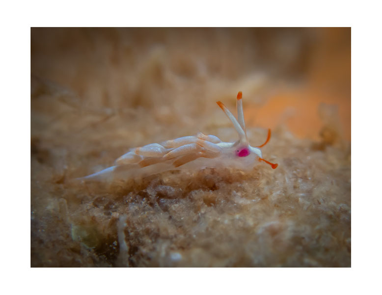 Tenellia sp.5 anc Cuthona sp. 5