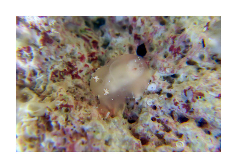 Hallaxa sp. 2