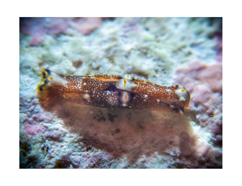 Spinoaglaja orientalis