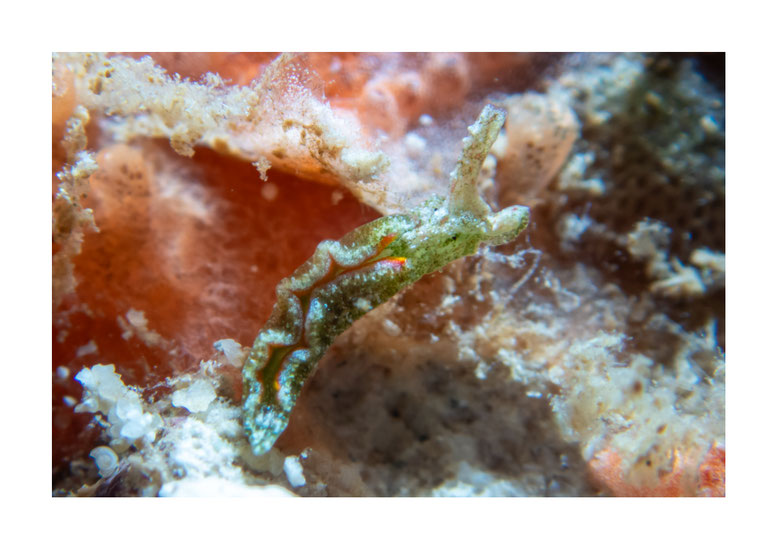 Elysia degeneri