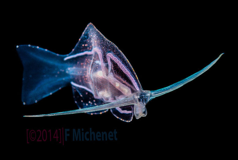 Phylliroe bucepahlum Pelagic nudibranch, night dive off Tahiti.