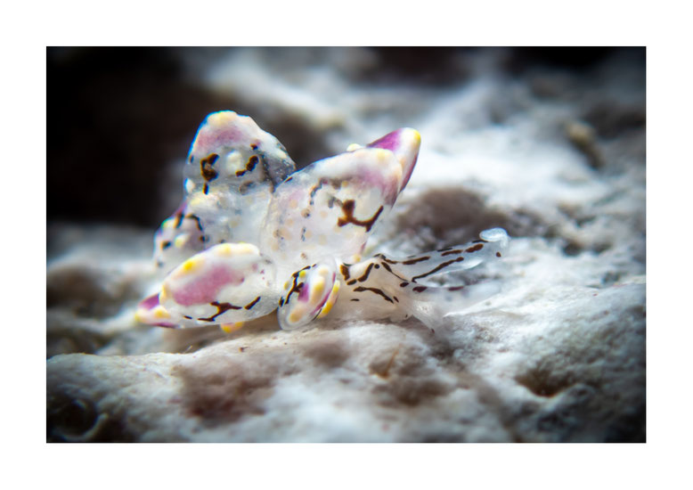 Cyerce sp.1