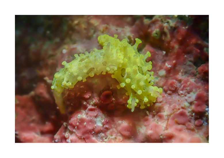 Aegires pruvotfolae