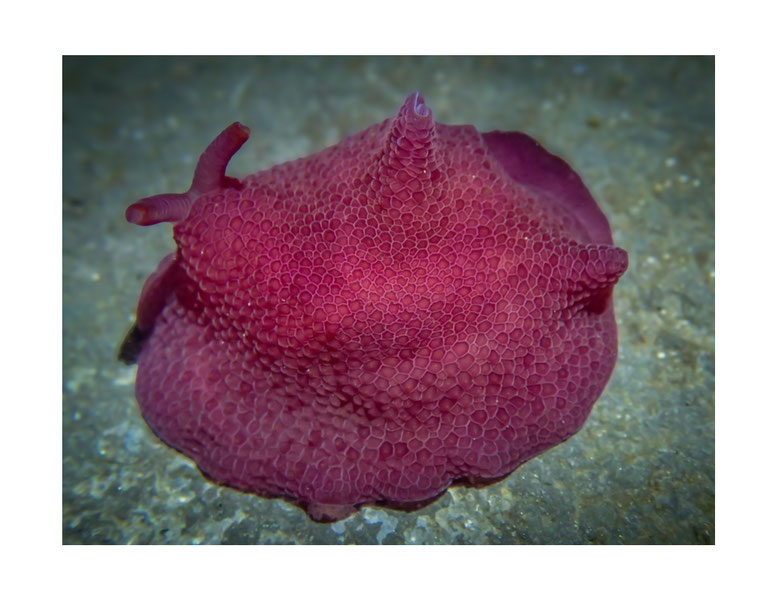 Pleurobranchus peroni