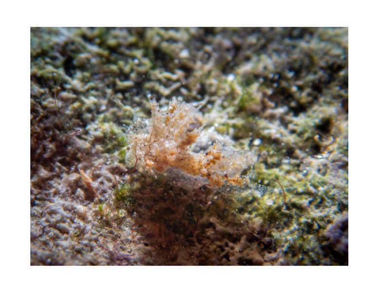 Janolus mirabilis