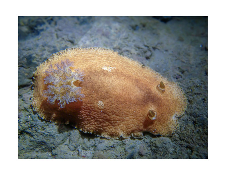 Platydoris sp.3