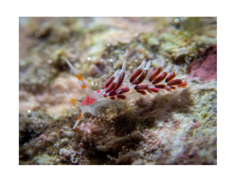 Tenellia sp.2 anc Cuthona sp. 2