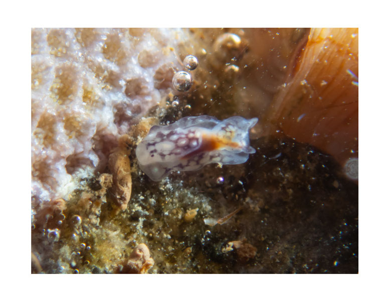 Tubulophilinopsis pilsbryi juvénile