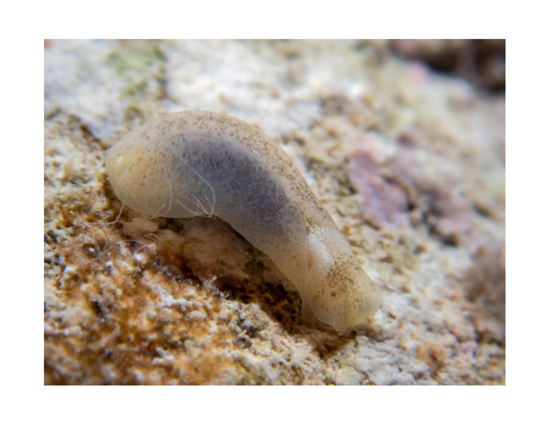 Phaneropthalmus sp.3