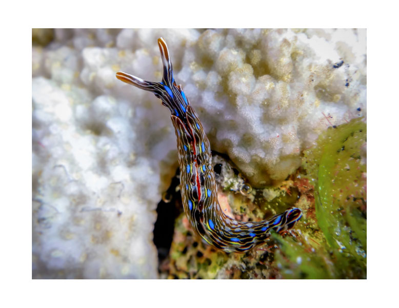 Thuridilla gracilis