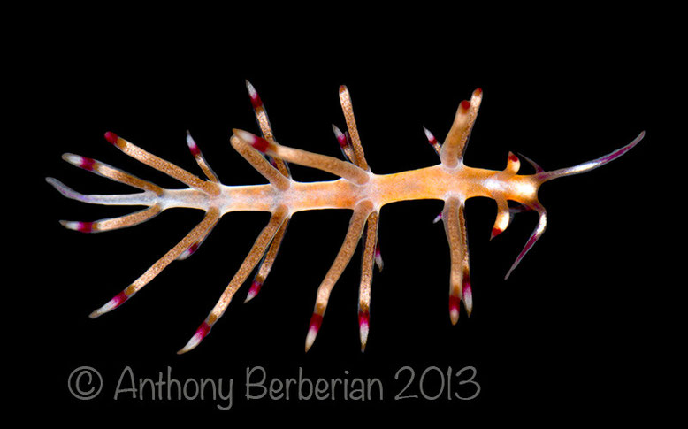 Flabellina sp, a new Aeolid in Tahiti, St Etienne drop off, 55m, size 1cm