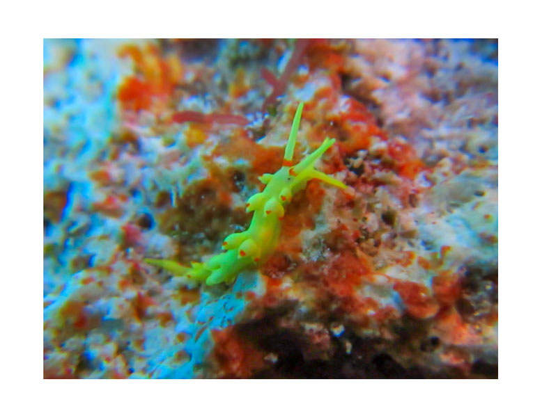 Tenellia sp.6 autrefois Cuthona sp. 6