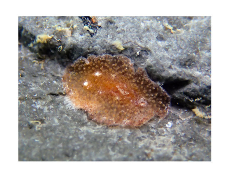 Discodorid sp.12 non identifié