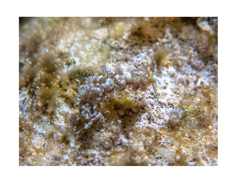 Limenandra confusa Anc Baeolidia nodosa