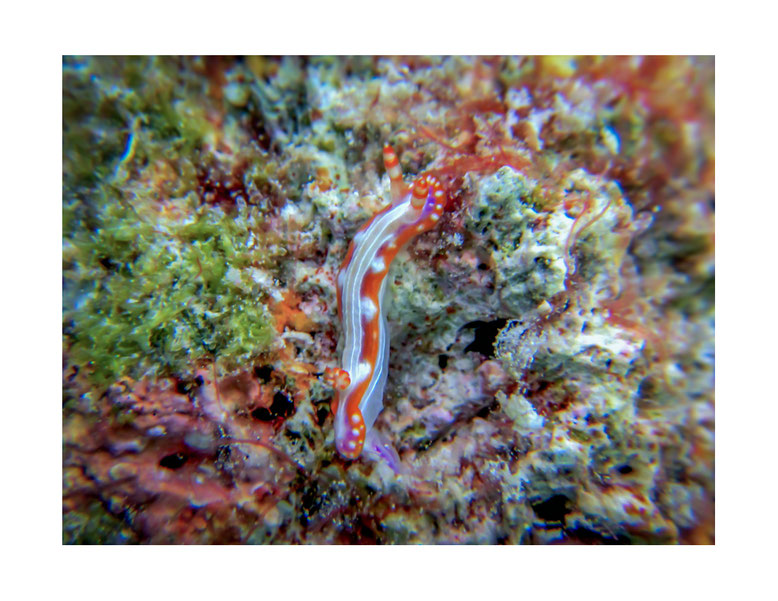 Hypselodoris sp. 1