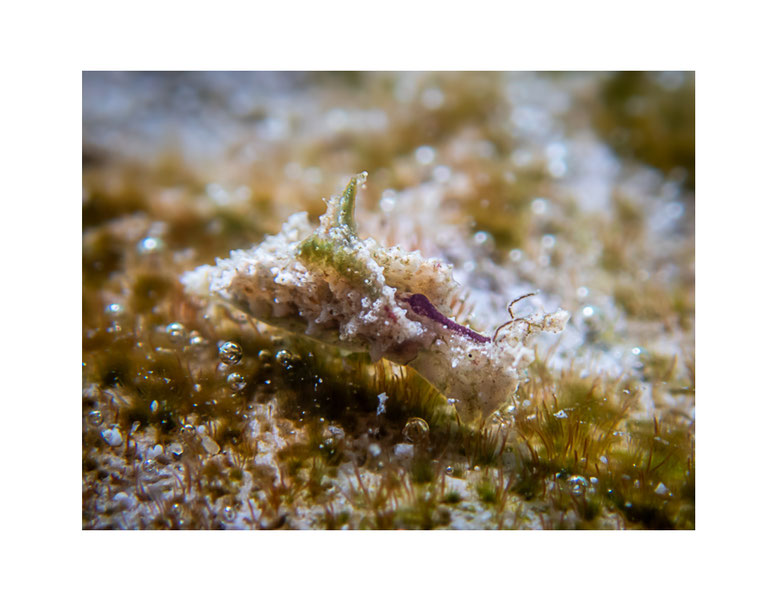 Elysia sp.25