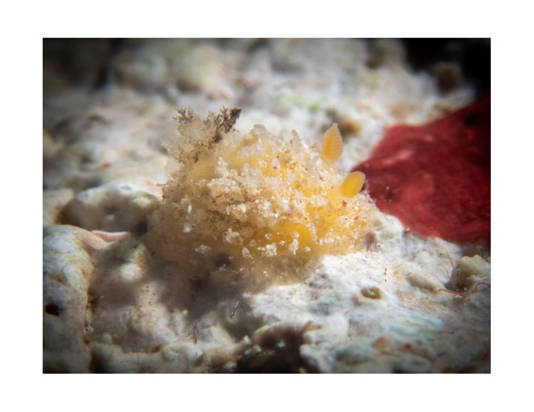 Thordisa sp.2