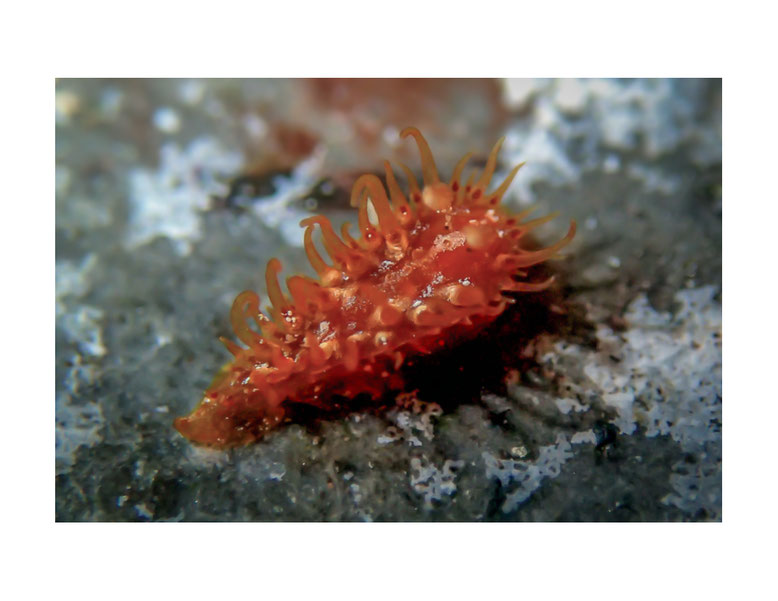 Madrella ferruginosa