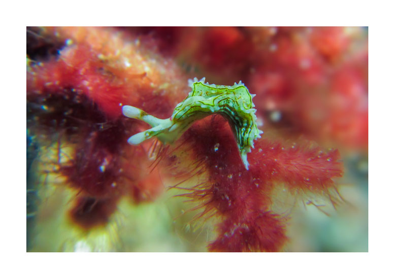 Elysia sp. 15