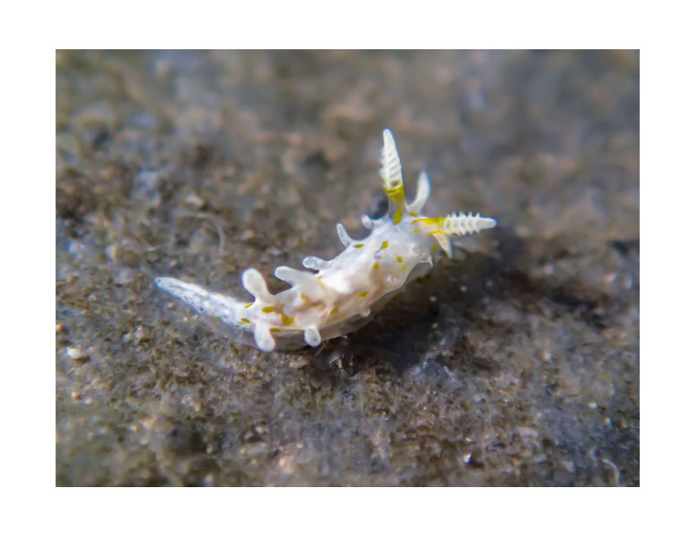 Okenia sp.3