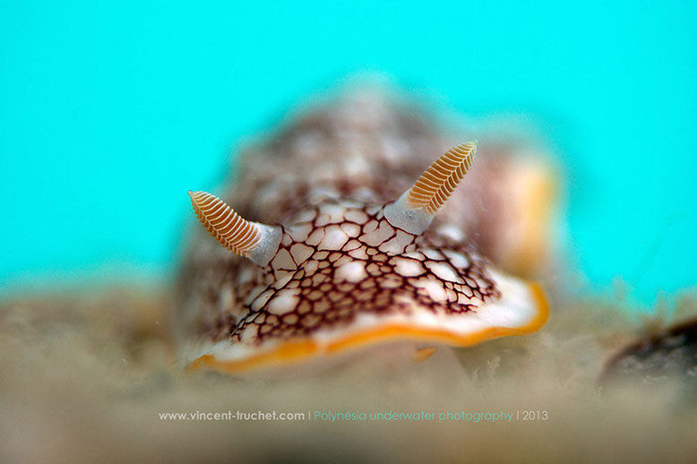 Chromodoris cf. reticulata, Tikehau, Tuamotu archipelago