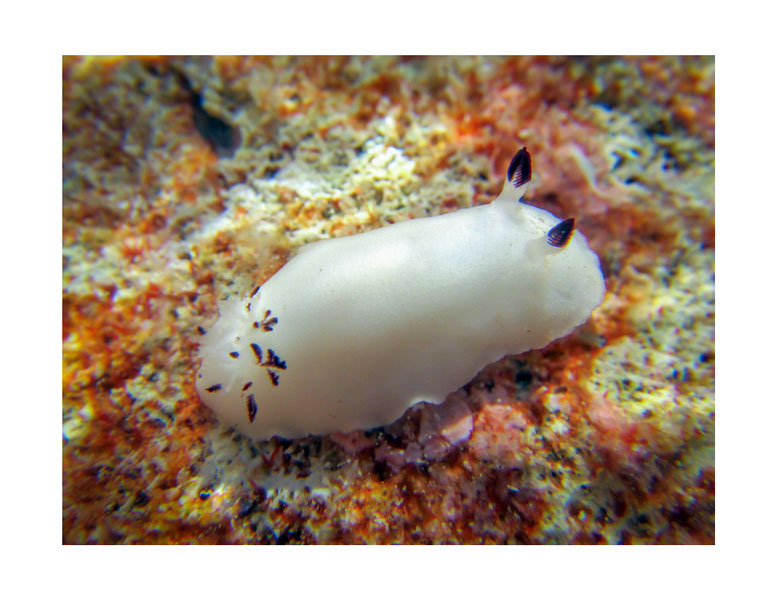  Peltodoris fellowsi anc Hiatodoris fellowsi
