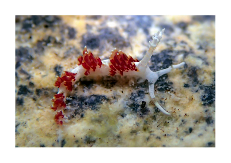 Facellina sp.1