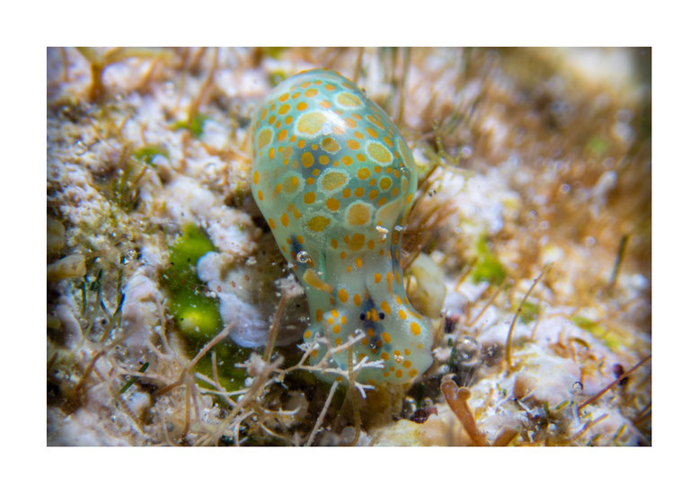 Lamprohaminoea ovalis