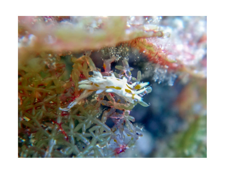 Okenia sp. 2