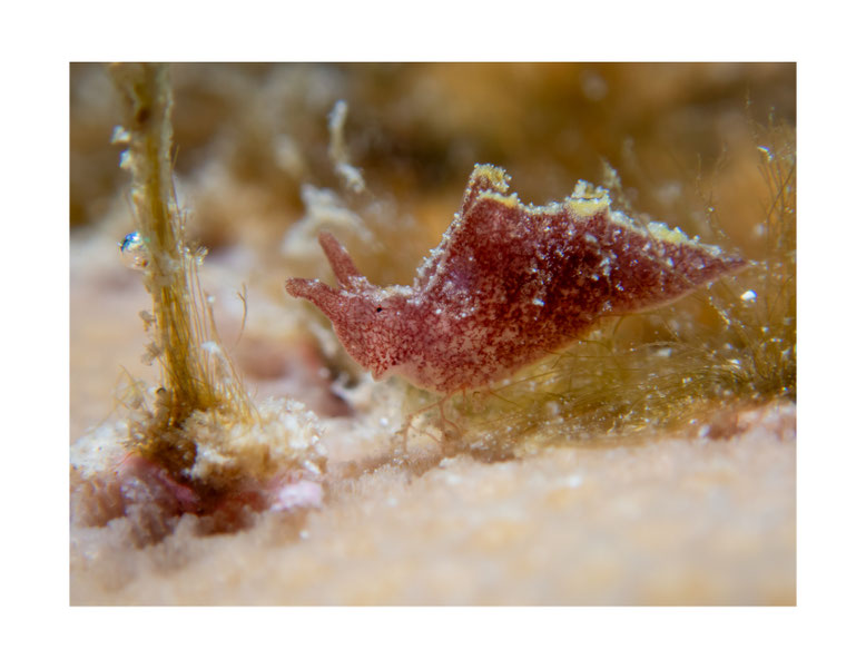 Elysia sp.16