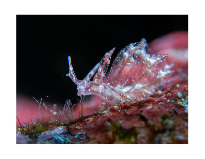 Hermaea sp.1