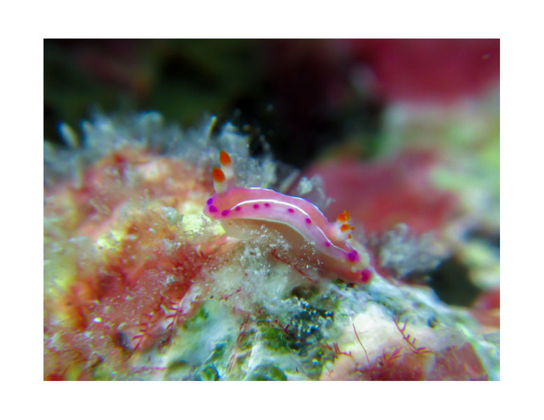 Thorunna sp.4