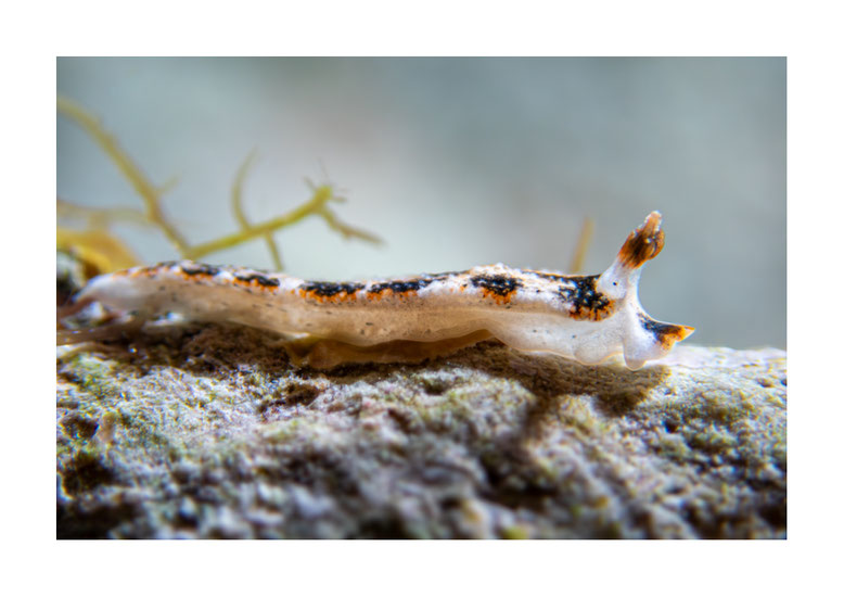 Dermatobranchus fortunatus
