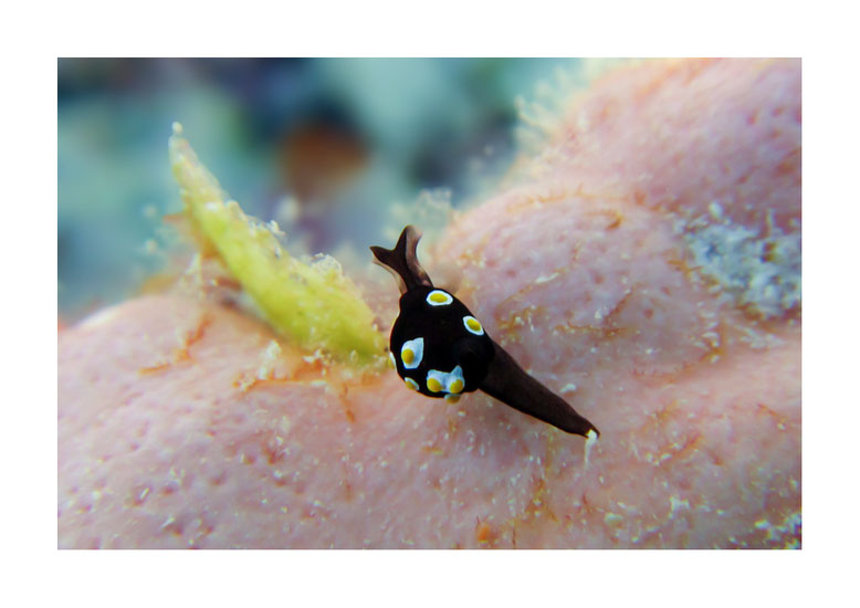Colpodaspis thompsoni