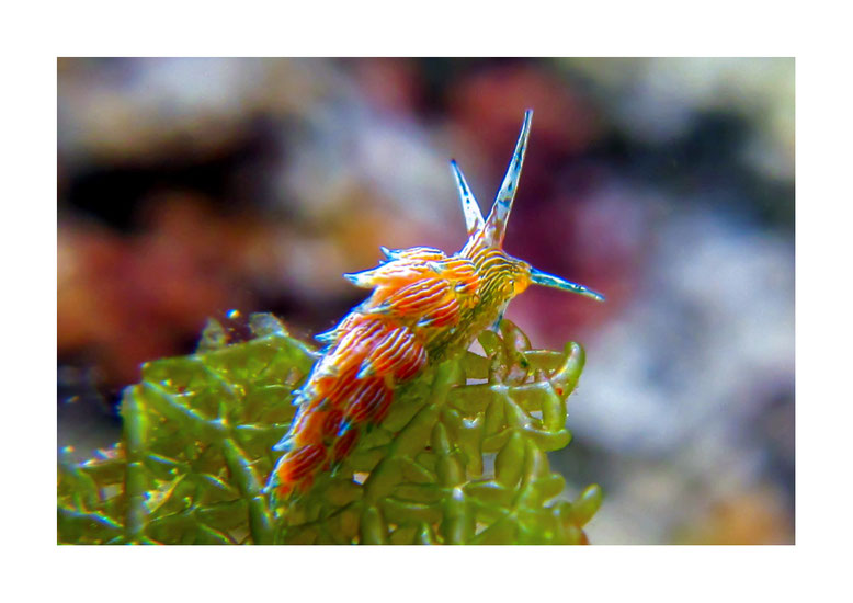 Eubranchus sp.3
